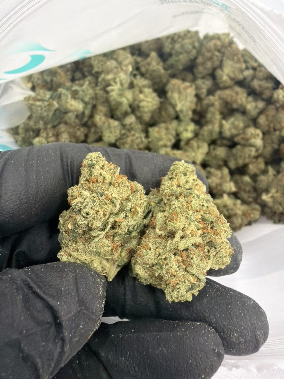 Cookie Crasher hilife — Hybrid available in Los Angeles