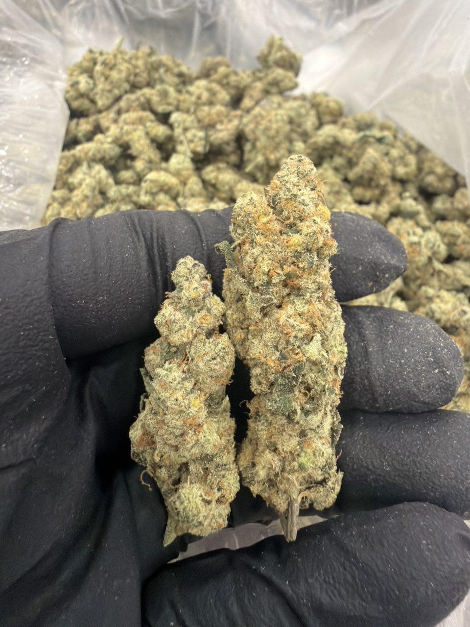 Dirty sprite — Hybrid available in Los Angeles