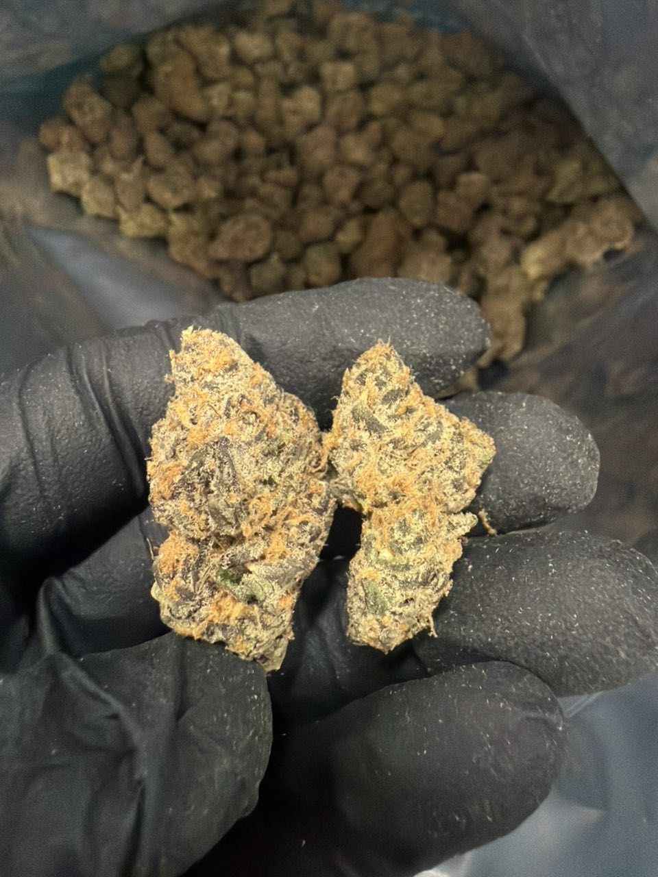 Jelly Donuts — Hybrid available in Los Angeles