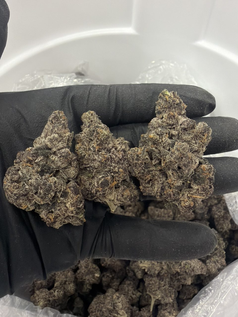 Oishi Ace — Hybrid available in Los Angeles
