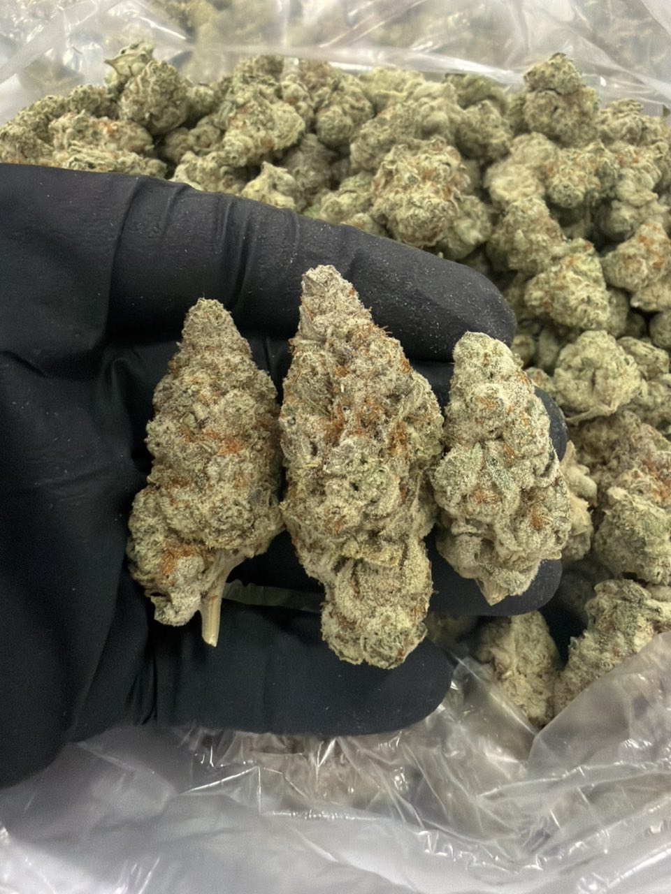 Gogo Berry — Hybrid available in Los Angeles