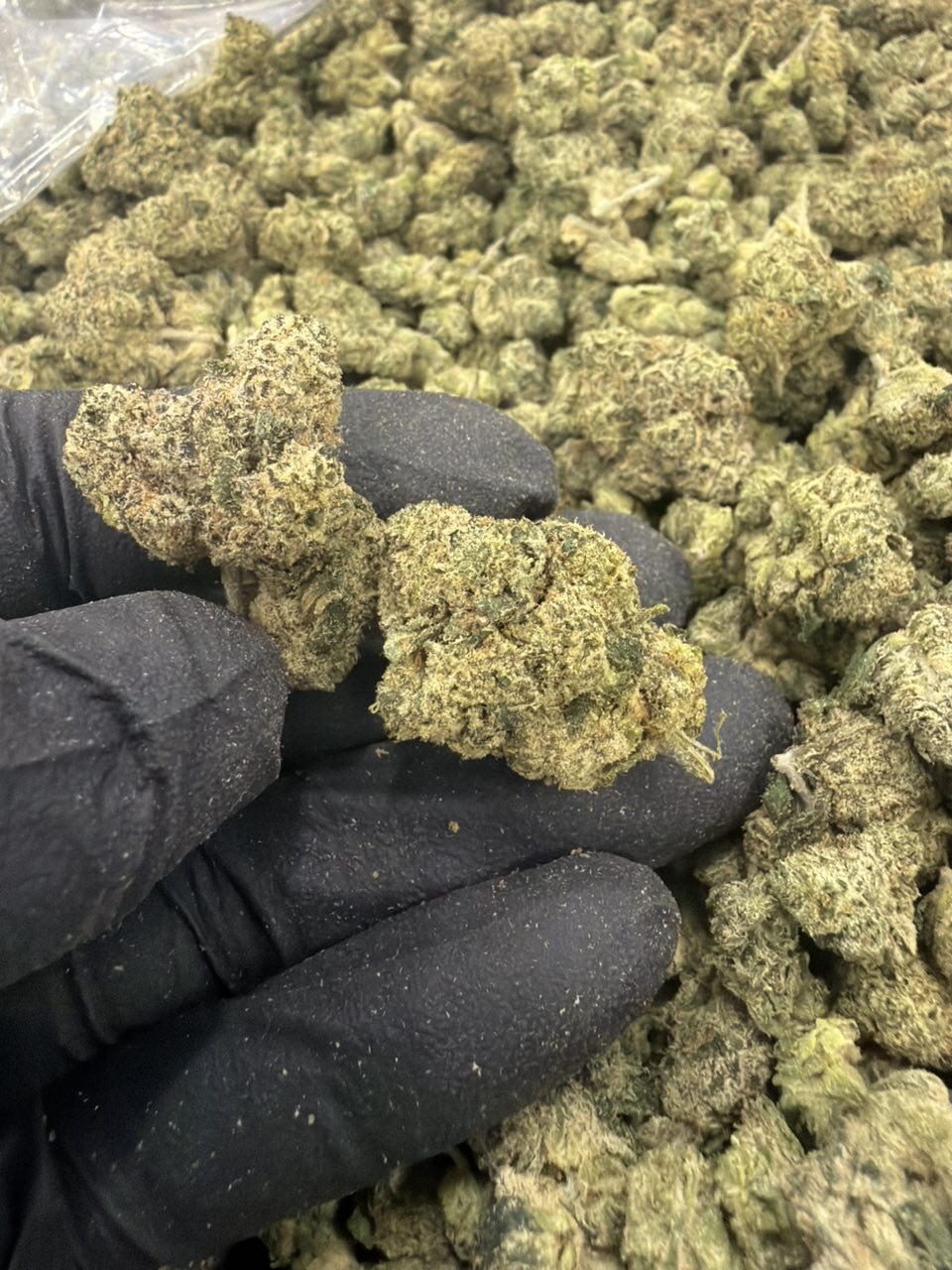 Baby Za pat — Hybrid available in Los Angeles