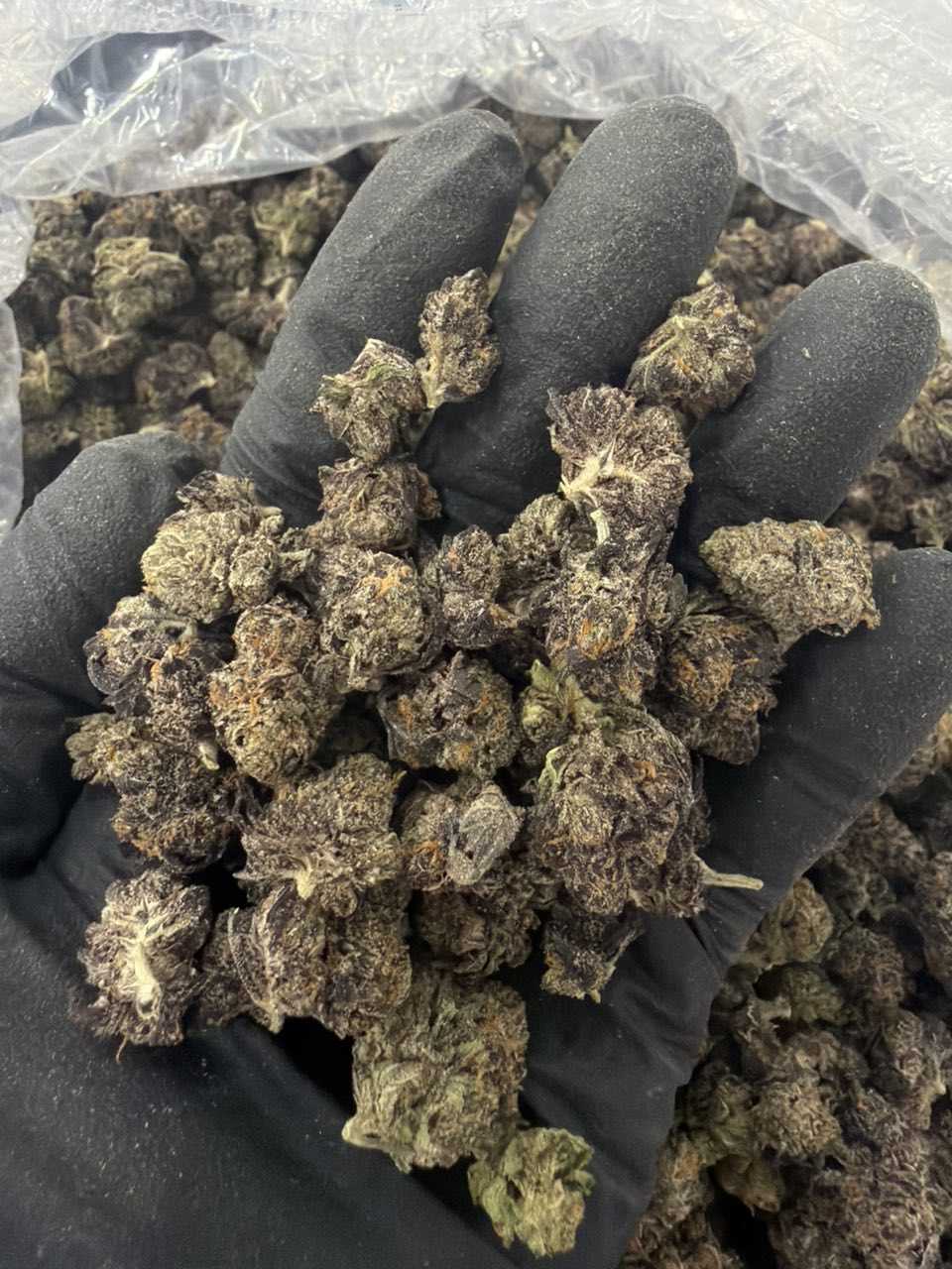 King Sherb — Hybrid available in Los Angeles