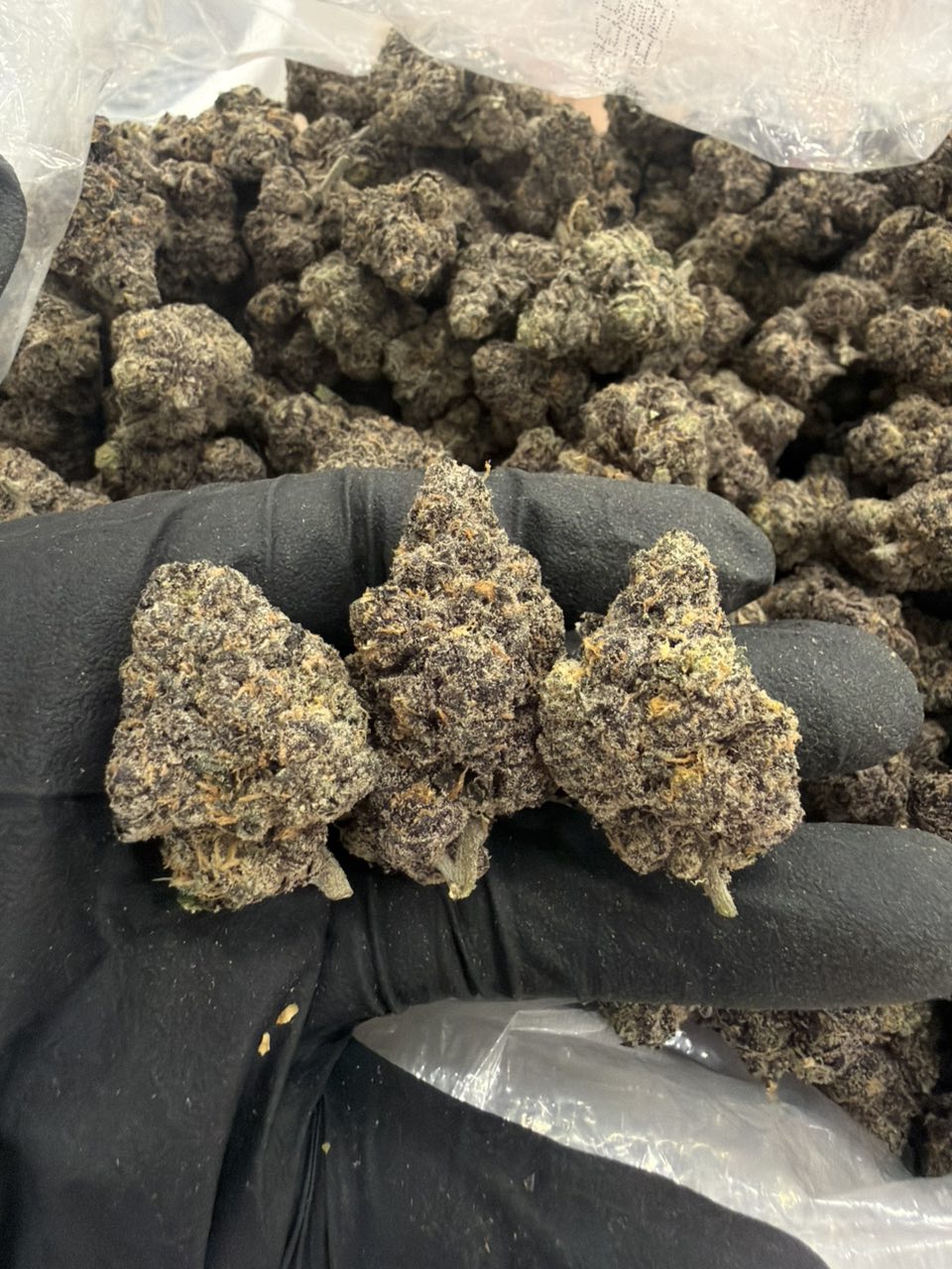 Blue taffez — Hybrid available in Los Angeles