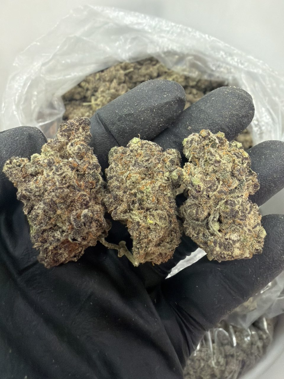 Gelato KJ — Hybrid available in Los Angeles