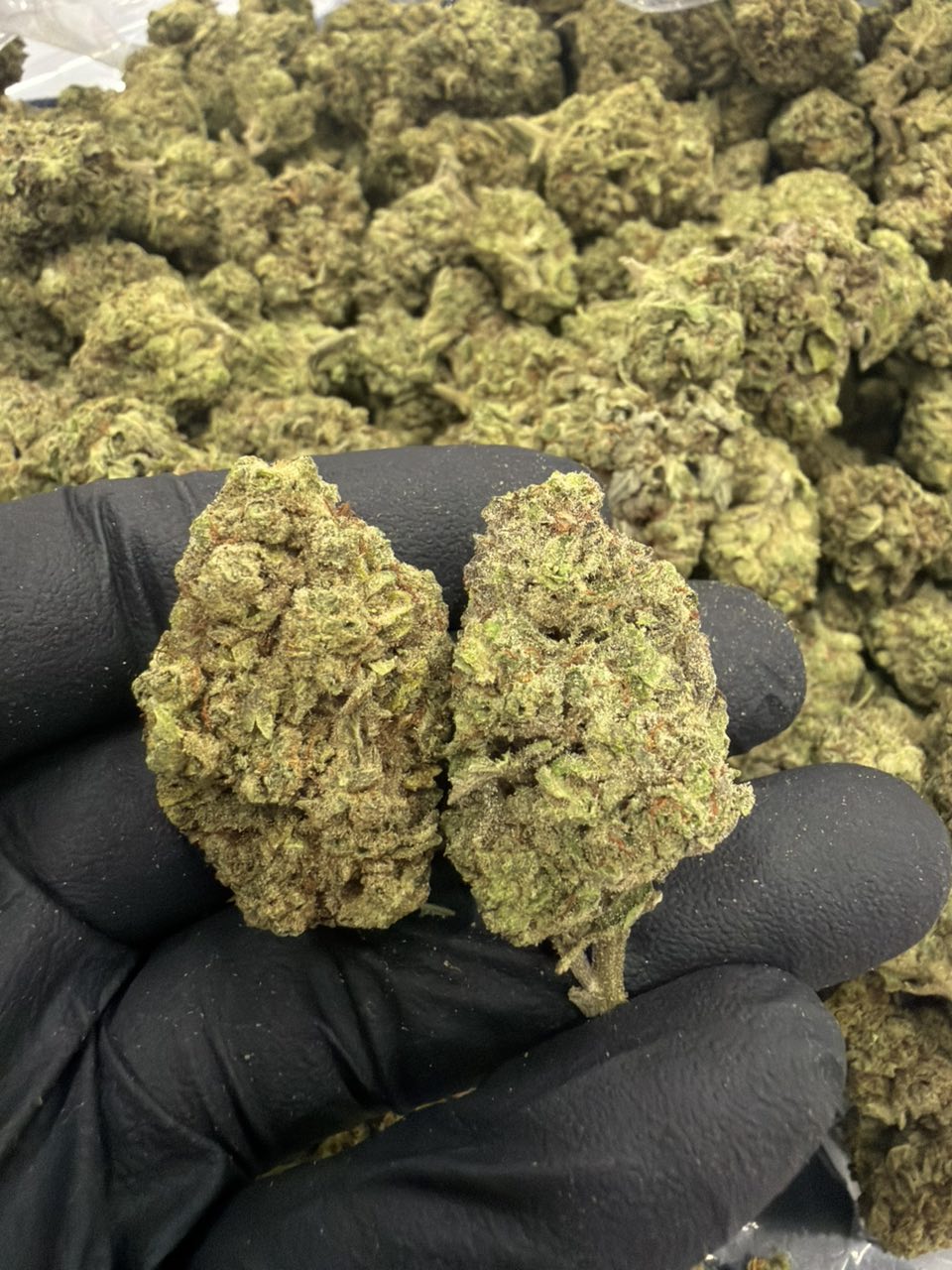 Gelato punch Deps — Hybrid available in Los Angeles