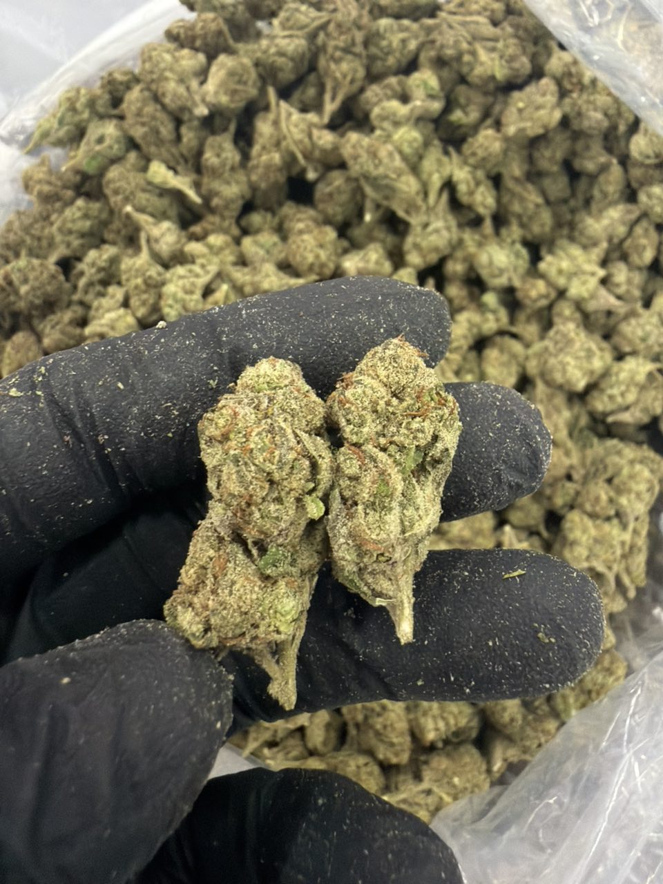 Blue Andez Deps — Hybrid available in Los Angeles
