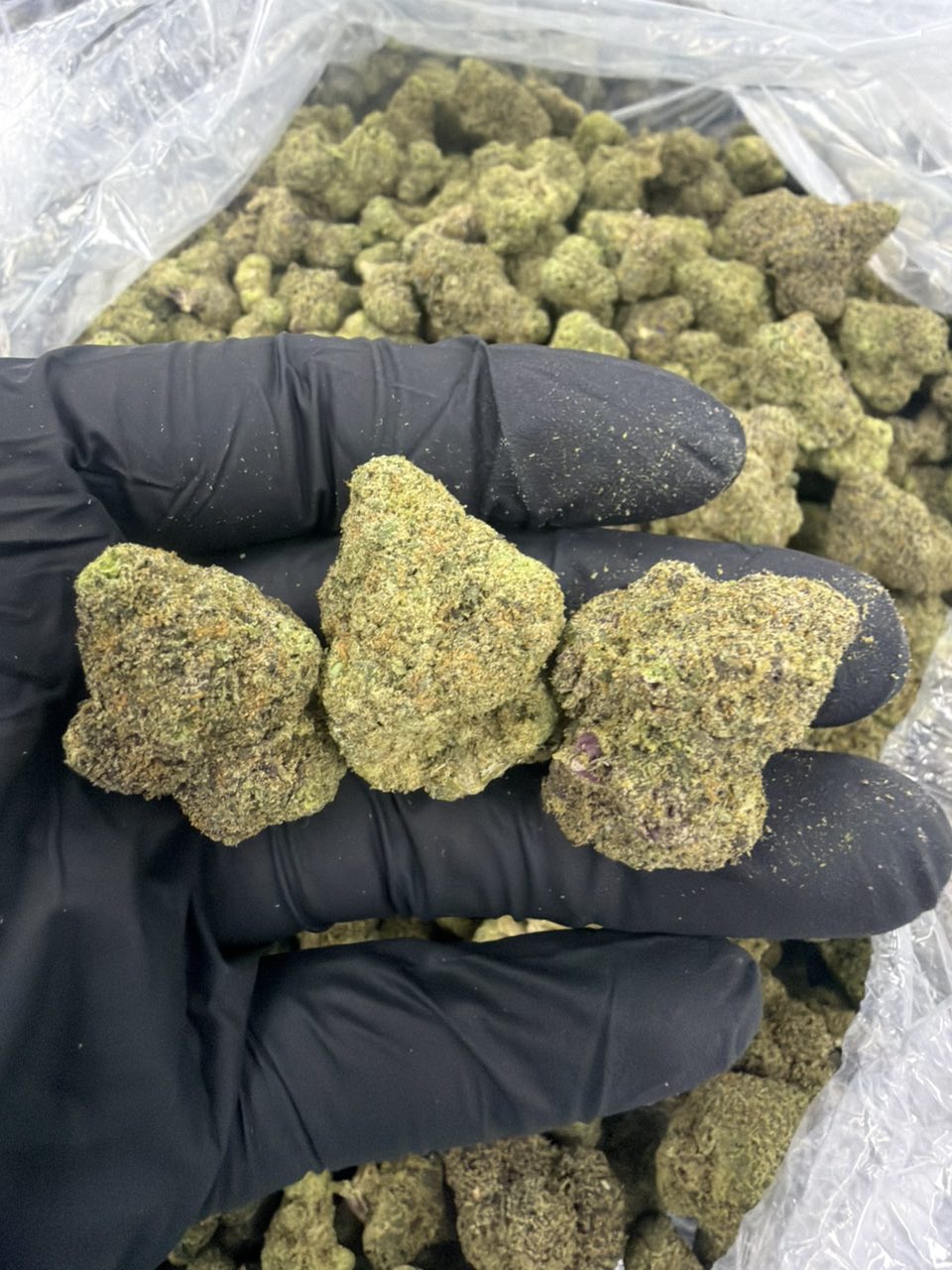 Neon Nerdz paragon — Hybrid available in Los Angeles