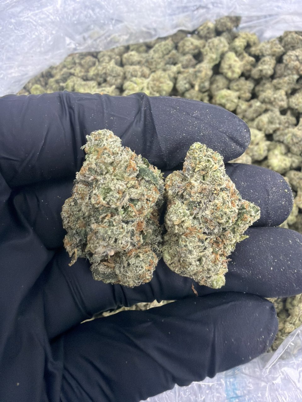 Heir Heads — Hybrid available in Los Angeles