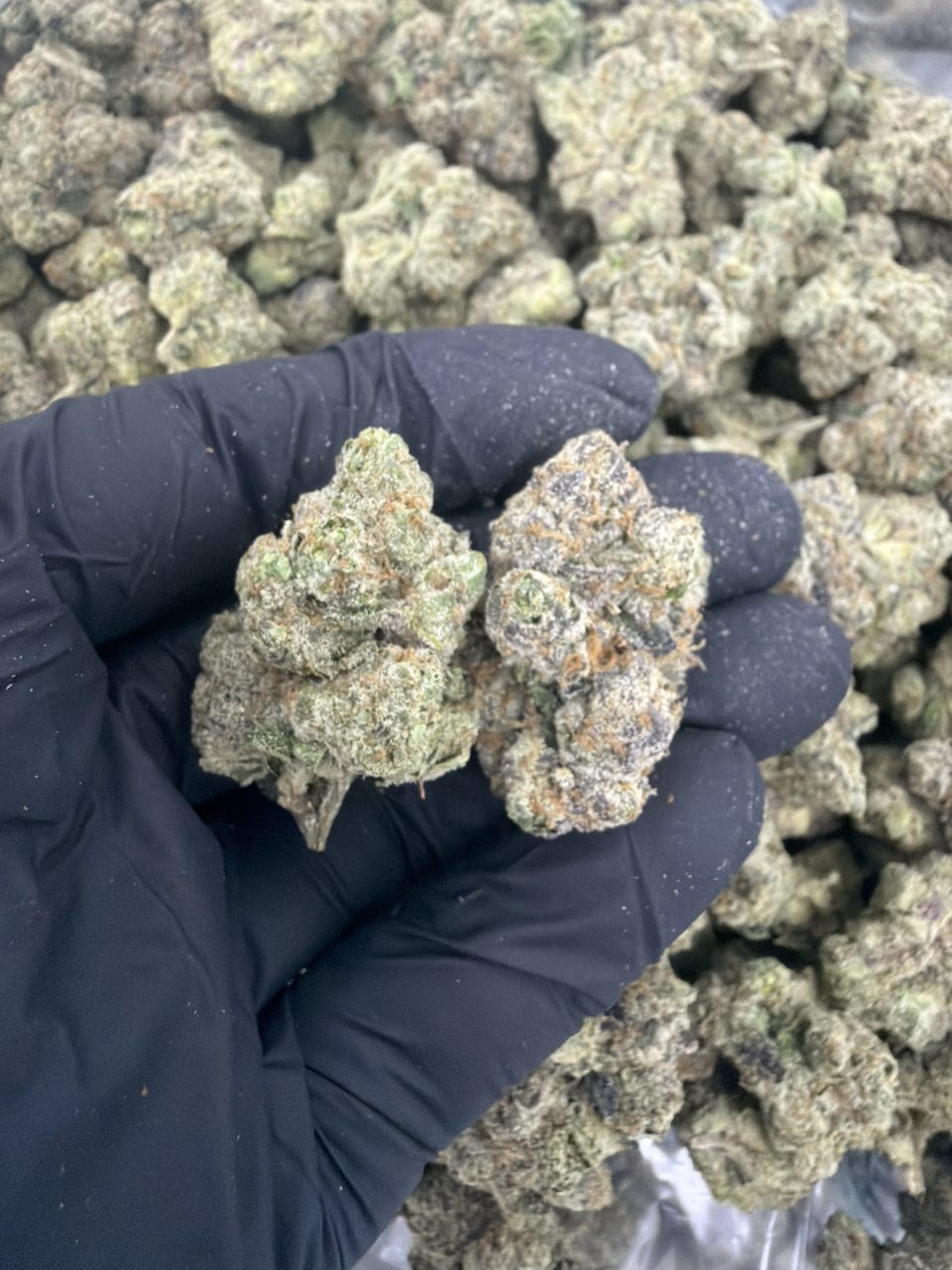 Ron Burgandy — Hybrid available in Los Angeles