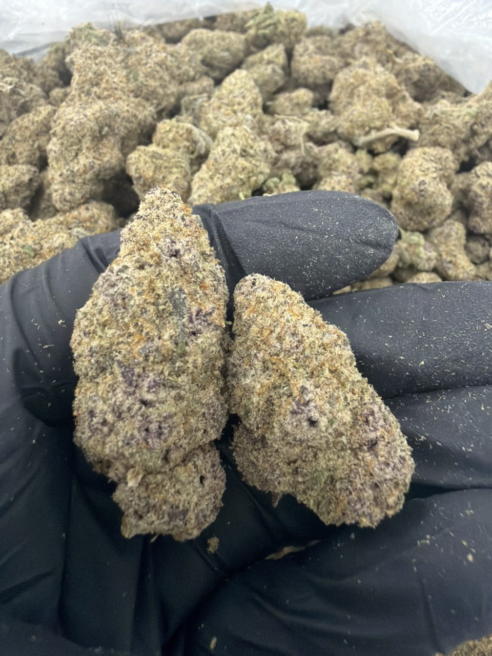 Subs DB — Hybrid available in Los Angeles