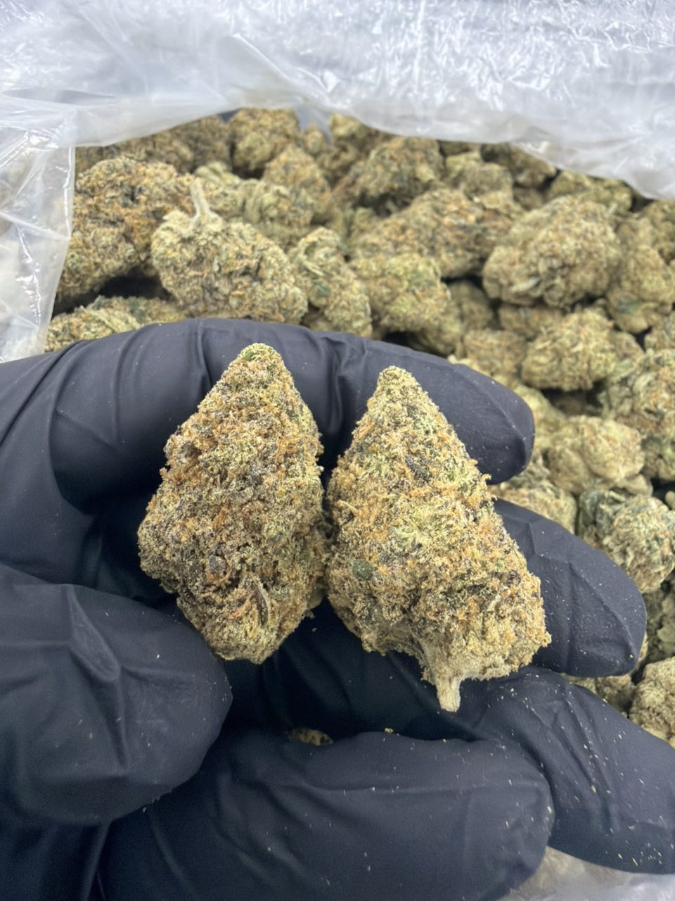 Purple sprite — Hybrid available in Los Angeles