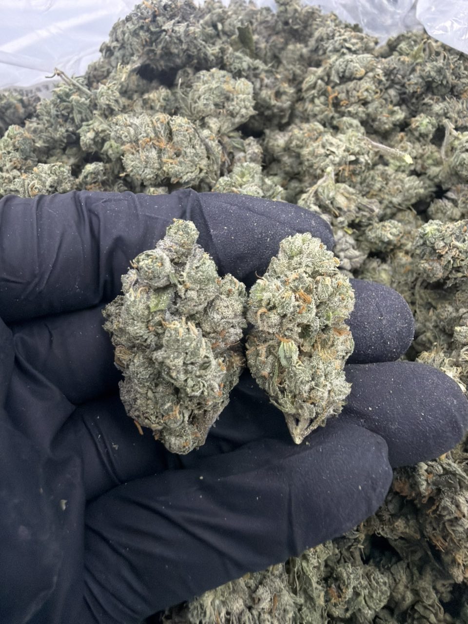 Candy cartel KJ Farms — Hybrid available in Los Angeles