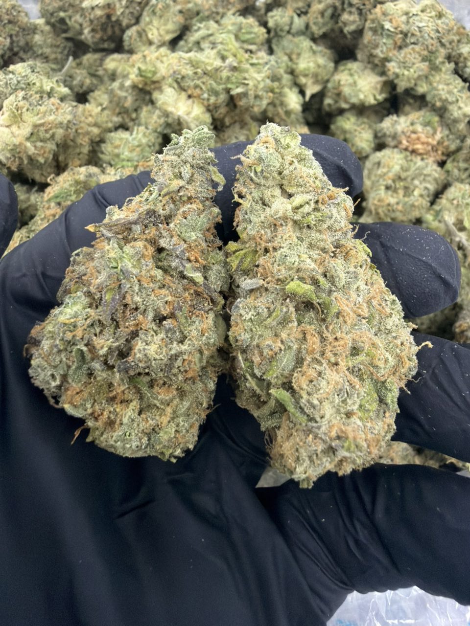 Zuava gage — Hybrid available in Los Angeles