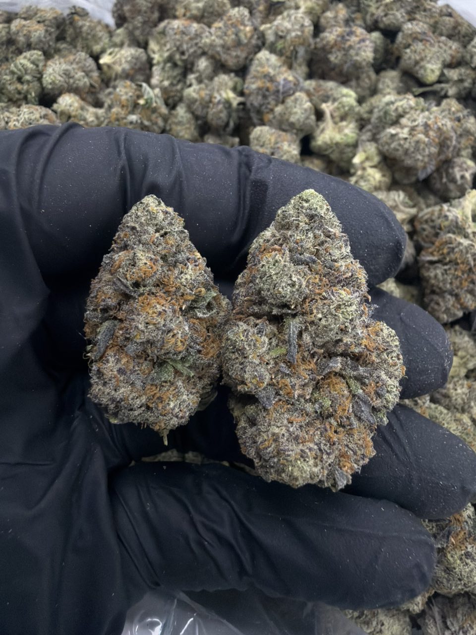 Gas face — Hybrid available in Los Angeles