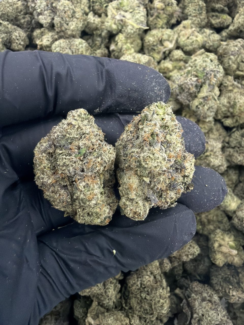 MOB hub distro — Hybrid available in Los Angeles