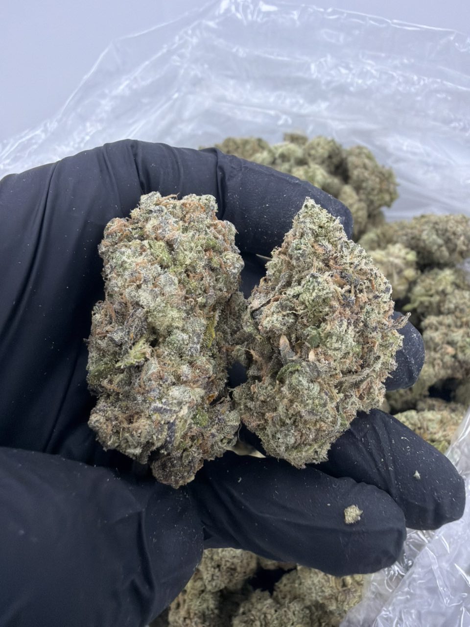 Island Time — Hybrid available in Los Angeles
