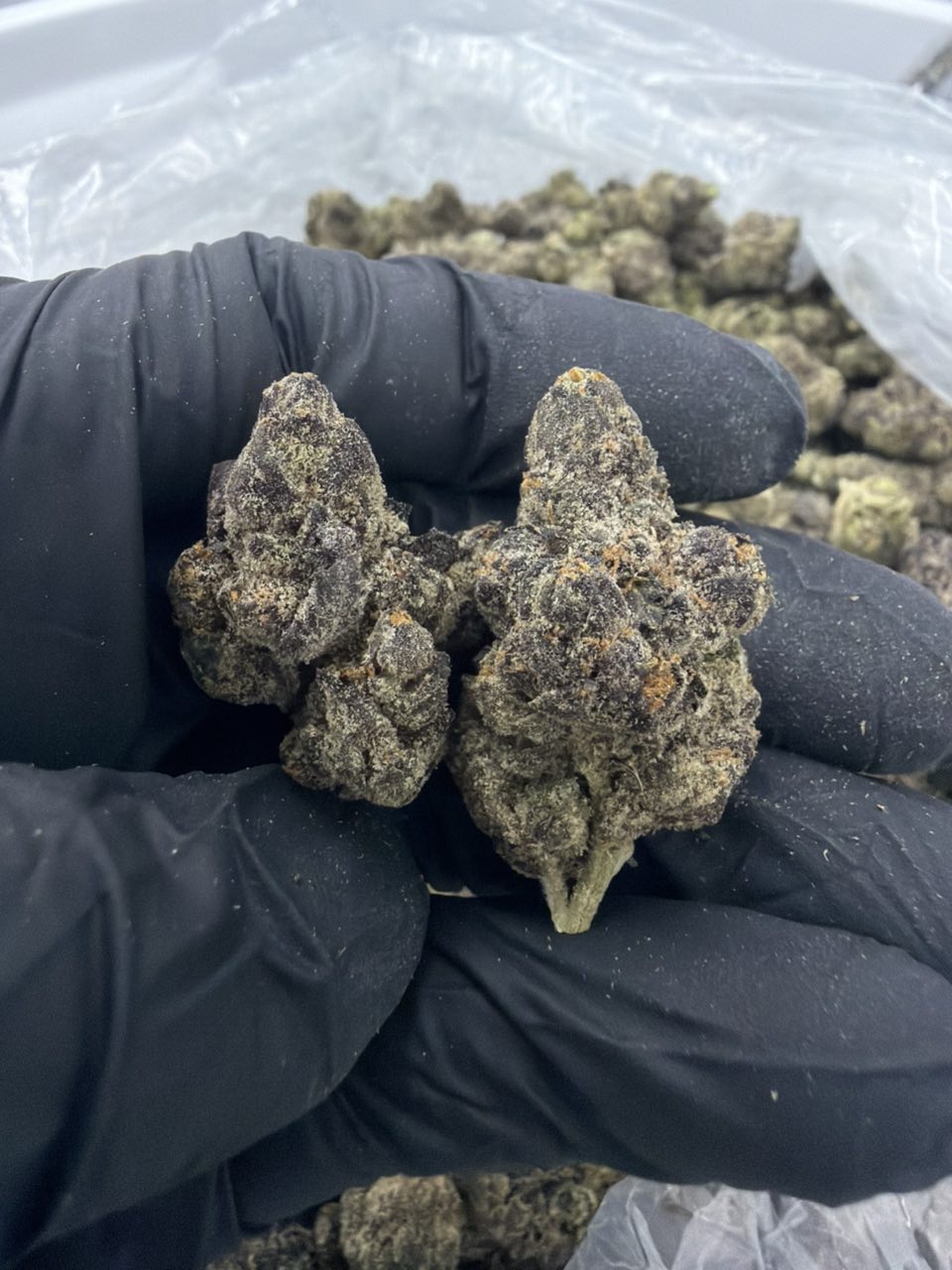 Galactic Gas mmr — Hybrid available in Los Angeles