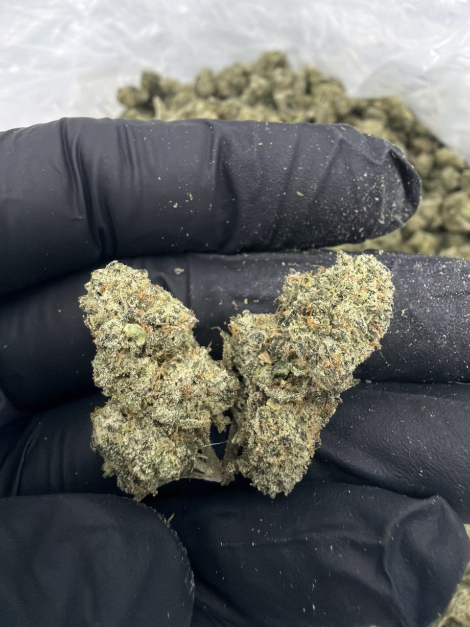 Cash out candy 🍭 kram — Hybrid available in Los Angeles
