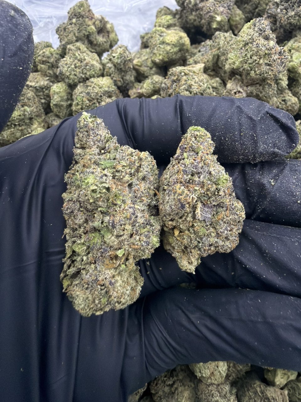 Calyxi Sherb — Hybrid available in Los Angeles